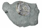 Iridescent Ammonite (Psiloceras) - England #280338-1
